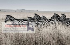 Which is the best truck brand?